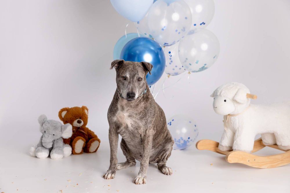 Chicago cake smash photography, family portrait studio near me, Skokie family photographer